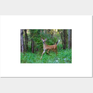 White-Tailed Deer Fawn on the run Posters and Art